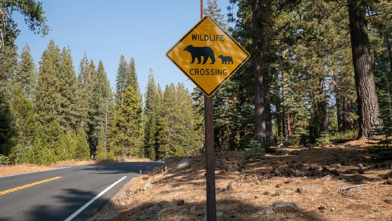 Beruang hitam di Taman Nasional Yosemite Beruang hitam di Taman Nasional Yosemite