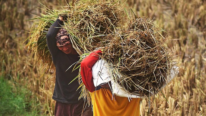 Pekerja menata stok beras di Gudang Bulog Sub Drive  Serang, Banten, Jumat (3/4/2020). Dirut Perum Bulog Budi Waseso menyatakan stok beras saat ini sebanyak 1,65 juta ton beras medium dan 170 ribu ton beras, cukup untuk  kebutuhan puasa hingga lebaran. Stok beras akan bertambah sekitar 1,7 juta ton lagi dari hasil serapan gabah petani pada puncak masa panen bulan April-Mei. ANTARA FOTO/Asep Fathulrahman/pras.