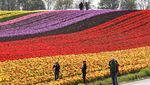 Pesona Ribuan Bunga Tulip Bermekaran di Jerman
