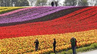 Di tengah pandemi Corona yang sedang melanda dunia, tak kecuali Jerman, fenomena bermekarannya bunga tulip tersebut menjadi salah satu hiburan tersendiri bagi warga sekitar. AP Photo/Martin Meissner.