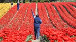 Pesona Ribuan Bunga Tulip Bermekaran di Jerman