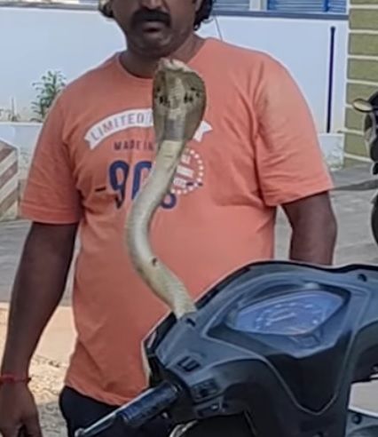 Ular kobra keluar dari batok kepala motor
