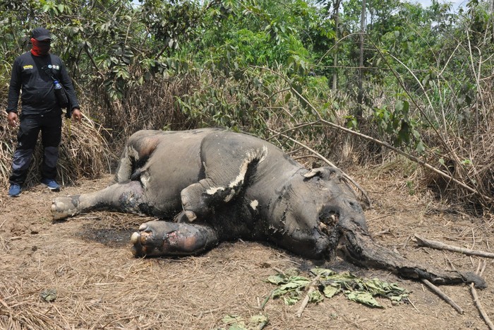Petugas melihat bangkai gajah Sumatera jantan yang mati di area perkebunan kelapa sawit PT Makmur Inti Bersaudara Desa Seumanah Jaya, Kecamatan Ranto Peureulak, Aceh Timur, Aceh, Kamis (16/4/2020). Gajah jantan yang diperkirakan berusia lima tahun tersebut diduga mati akibat keracunan dan menurut data Forum Konservasi Leuser (FKL) sejak Januari sampai pertengahan April 2020 menyebutkan sebanyak sembilan individu gajah Sumatera mati di Provinsi Aceh yang tersebar di Kabupaten Aceh Utara, Aceh Jaya dan Kabupaten Aceh Timur. ANTARA FOTO/ Hayaturrahmah/Syf/aww.