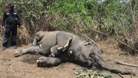Petugas melihat bangkai gajah Sumatera jantan yang mati di area perkebunan kelapa sawit PT Makmur Inti Bersaudara Desa Seumanah Jaya, Kecamatan Ranto Peureulak, Aceh Timur, Aceh, Kamis (16/4/2020).