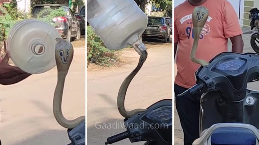 Ular kobra di batok kepala motor berhasil dievakuasi pakai galon
