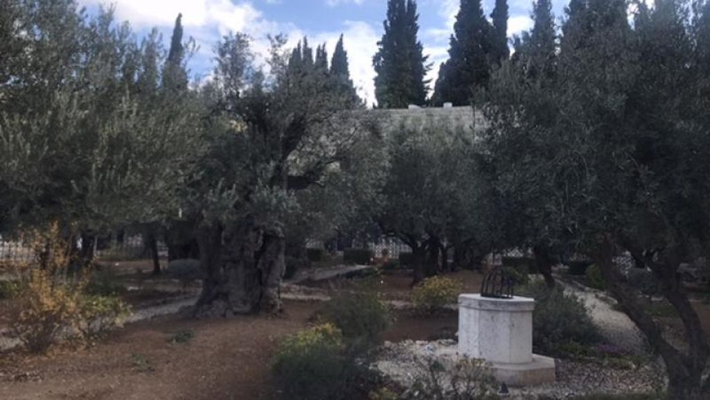 Wisata Religi di Taman Getsemani Yerusalem