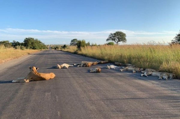 Ada yang unik dari lockdown di Afrika Selatan. Mumpung manusia sedang di rumah saja, singa-singa bisa bebas rebahan di jalanan. Momen singa-singa afrika tidur siang di jalan ini berhasil diabadikan petugas Taman Nasional Kruger, Richard Sowry pada Rabu (15/4/2020) (Foto: Richard Sowry/Kruger National Park) Ada yang unik dari lockdown di Afrika Selatan. Mumpung manusia sedang di rumah saja, singa-singa bisa bebas rebahan di jalanan. Momen singa-singa afrika tidur siang di jalan ini berhasil diabadikan petugas Taman Nasional Kruger, Richard Sowry pada Rabu (15/4/2020) (Foto: Richard Sowry/Kruger National Park)