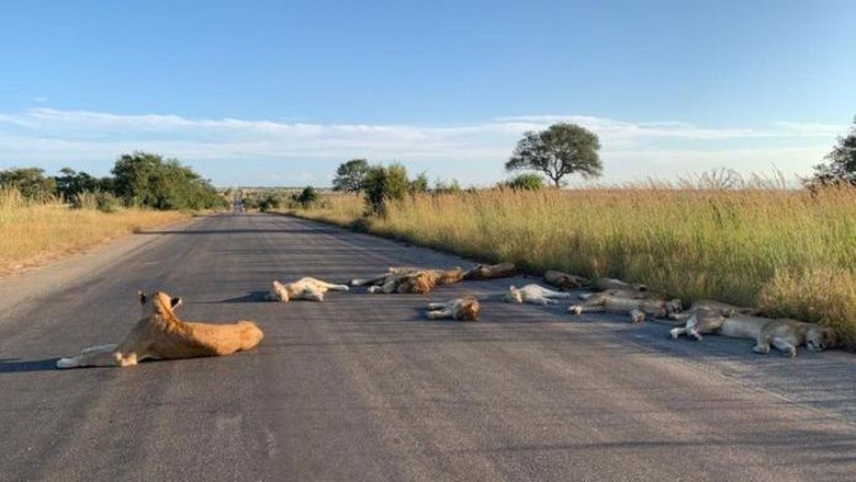Afrika Selatan Lockdown, Singa-singa Tidur Pulas di Jalanan Afrika Selatan Lockdown, Singa-singa Tidur Pulas di Jalanan