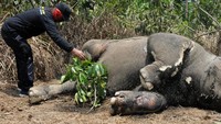 Gajah jantan yang diperkirakan berusia lima tahun tersebut diduga mati akibat keracunan.