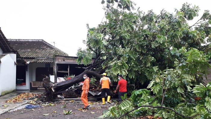 Pohon tumbang di Kecamatan Berbah, Sleman, Jumat (17/4/2020).