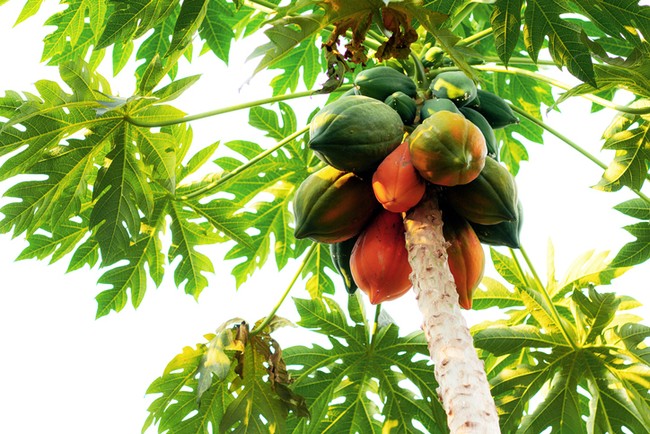 Meski Pahit, Daun Pepaya Punya 5 Manfaat Sehat Ini