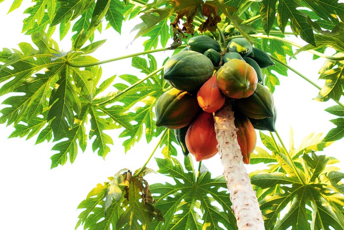 Daun pepaya