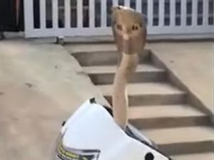 Hii... Ular Kobra Sembunyi di Batok Motor yang Kelamaan Parkir