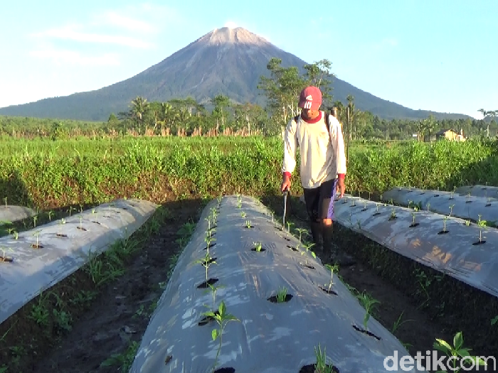 Warga lereng Gunung Semeru tetap tenang dan beraktivitas seperti biasa meski Mahameru memuntahkan guguran awan panas hingga 2 km. Namun mereka tetap waspada.