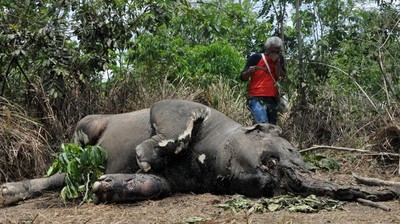 Seekor Gajar Sumatera Liar Mati Di Aceh Timur