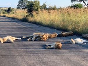 Afrika Selatan Lockdown, Singa-singa Tidur Pulas di Jalanan
