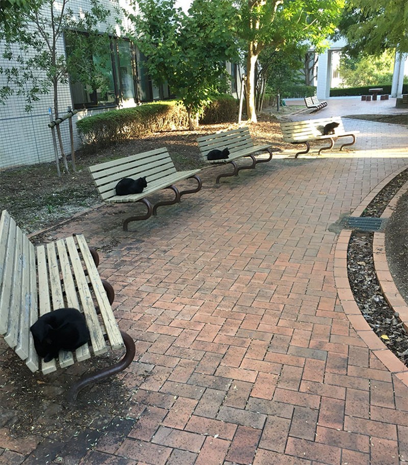 hewan social distancing