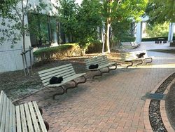 Lucu! Ketika Hewan-hewan ini Ikutan Social Distancing