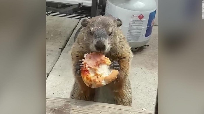 marmot makan pizza