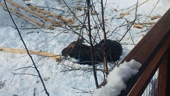 Rusa pun ikut social distancing. (Foto: Boredpanda)