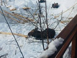 Lucu! Ketika Hewan-hewan ini Ikutan Social Distancing