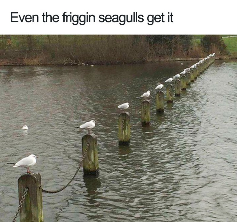 hewan social distancing