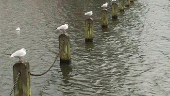 Burung pun juga ikut jaga jarak. (Foto: Boredpanda)