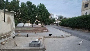 Kala kucing di Pakistan berkumpul tapi tetap berjaga jarak. (Foto: Boredpanda)