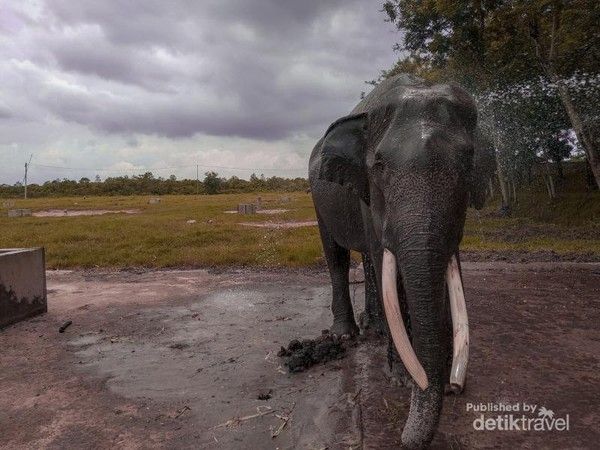Gajah di Taman Nasional Way Kambas
