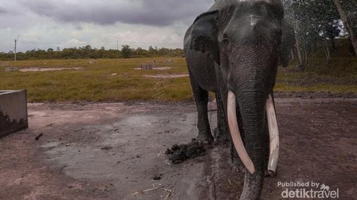 Gajah di Taman Nasional Way Kambas