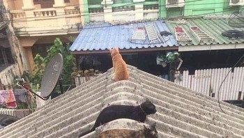 Hewan pun juga berjemur tentunya dengan social distancing. (Foto: Boredpanda)