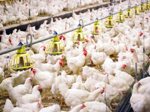 Ini Langkah Kementan Ringankan Beban Peternak Ayam Hidup