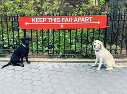 Lucu! Ketika Hewan-hewan ini Ikutan Social Distancing