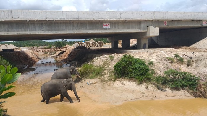 Proyel Tol Pekanbaru-Dumai dilengkapi terowongan untuk gajah. Proyek tol ini segera rampung