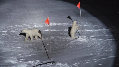 Foto Terbaik Lingkungan Hidup di Ajang World Press Photo 2020
