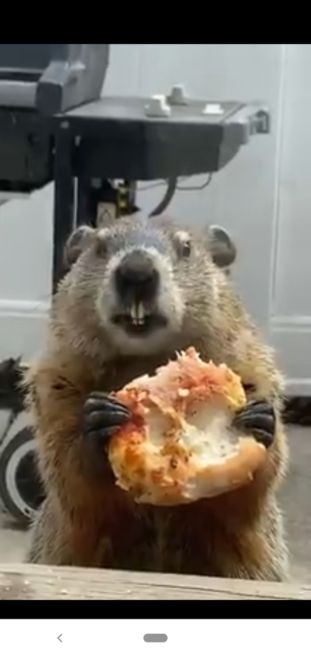 marmot makan pizza