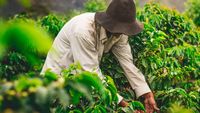 Ada Kelas Online Buat Petani Kopi Supaya Naik Kelas