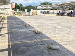 Lucu! Ketika Hewan-hewan ini Ikutan Social Distancing