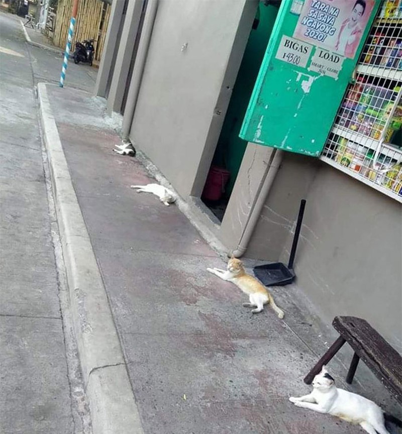 hewan social distancing