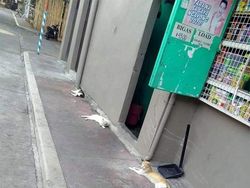 Lucu! Ketika Hewan-hewan ini Ikutan Social Distancing