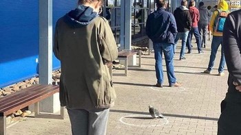 Kucing pun juga jaga jarak dengan manusia. (Foto: Boredpanda)