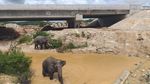 Potret Jokowi Lihat Gajah di Terowongan Tol Pekanbaru-Dumai