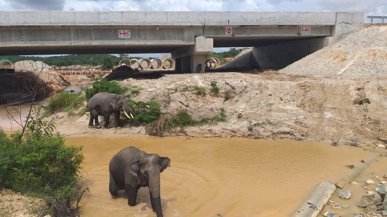 Proyel Tol Pekanbaru-Dumai dilengkapi terowongan untuk gajah. Proyek tol ini segera rampung