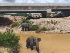 Pertama di RI! Lewat Tol Sambil Lihat Gajah Wira-wiri