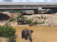 Prediksi Kemiskinan Imbas Corona, Tol Dilengkapi Terowongan Gajah