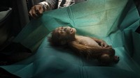 Di tempat pertama ada foto miris dari tubuh orang utan berusia satu bulan yang tewas setelah ditemukan bersama induknya yang terluka di perkebunan kelapa sawit di Sumatera. Alain Schroeder, World Press Photo via AP.