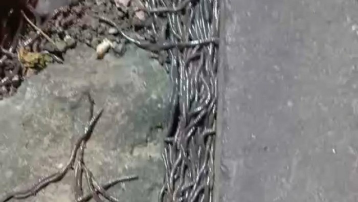 Ratusan cacing tanah tetiba muncul di Pasar Gede Solo
