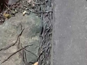 Saat Kemunculan Cacing Tanah Dikaitkan dengan Pertanda Gempa