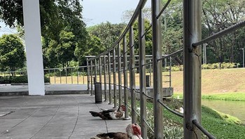 Bebek kala social distancing. (Foto: Boredpanda)