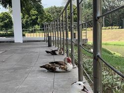 Lucu! Ketika Hewan-hewan ini Ikutan Social Distancing